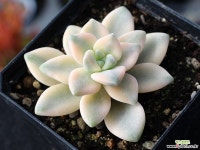 살구미인금 S0846 다육식물