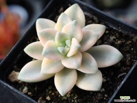 살구미인금 S0846 다육식물