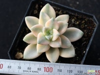 살구미인금 S0846 다육식물