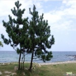 해송(흑송) 묘목 3년생 5주 조경수