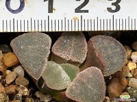 투명달마피그마에아 7- 하월시아