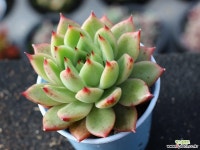 (신품종)레이첼먼디 S0852 다육식물