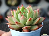 (신품종)레이첼먼디 S0852 다육식물