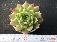 (신품종)레이첼먼디 S0852 다육식물