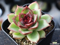 블랙퀸 S0856 다육식물