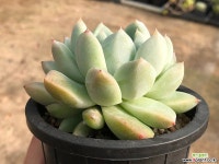 써머스(중) 28-154 다육식물