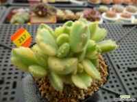 웅동자금12-217 다육금