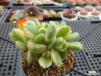 웅동자금12-217 다육금