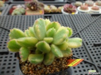 웅동자금12-217 다육금