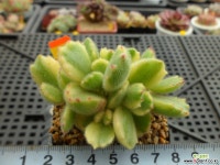 웅동자금12-217 다육금