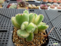 웅동자금12-218 다육금