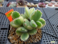 웅동자금12-218 다육금