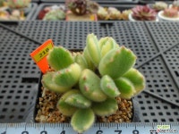 웅동자금12-218 다육금