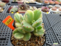 웅동자금12-219 다육금