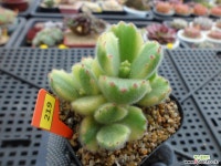 웅동자금12-219 다육금