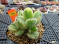 웅동자금12-219 다육금