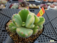 웅동자금12-219 다육금