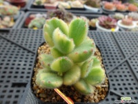 웅동자금12-219 다육금