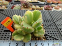 웅동자금12-219 다육금