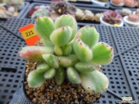 웅동자금12-221 다육금