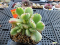 웅동자금12-221 다육금