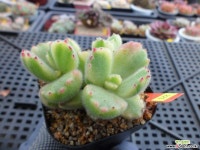 웅동자금12-221 다육금