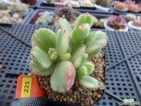 웅동자금12-221 다육금