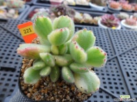 웅동자금12-221 다육금