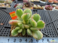 웅동자금12-221 다육금