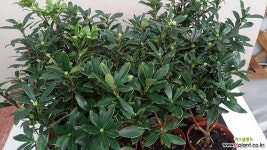 천리향(아주좋은향).상태굿.향기아주좋습니다.꽃대있습니다. 야생화