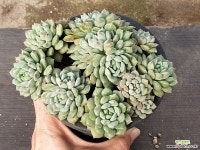 크라시엔라이언 29-118 다육식물