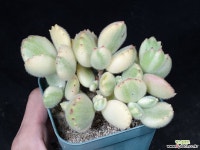 웅동자금 29-238 다육식물