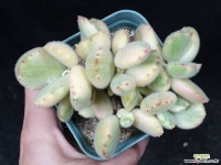 웅동자금 29-238 다육식물