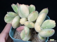 웅동자금 29-238 다육식물