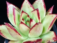 원종에보니(대) 29-263 다육식물