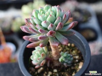 블루엘프 목대 s0840 다육식물