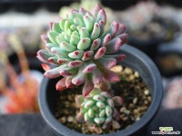 블루엘프 목대 s0840 다육식물