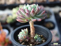 블루엘프 목대 s0840 다육식물