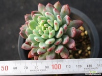 블루엘프 목대 s0840 다육식물