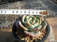 화이트샴페인1206-2 다육식물