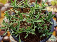 아미산 다육식물