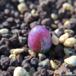 코노피튬-마우가니(레드) 96 코노피튬