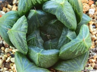 삼전수_p45 하월시아