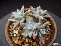 화이트그리니 4두 12-259 두들레야