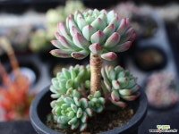 블루엘프 목대 s0841 다육식물