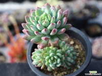 블루엘프 목대 s0841 다육식물