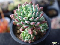 블루엘프 목대 s0841 다육식물