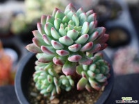 블루엘프 목대 s0841 다육식물