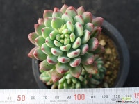 블루엘프 목대 s0841 다육식물