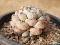 비안트 31-117 다육식물